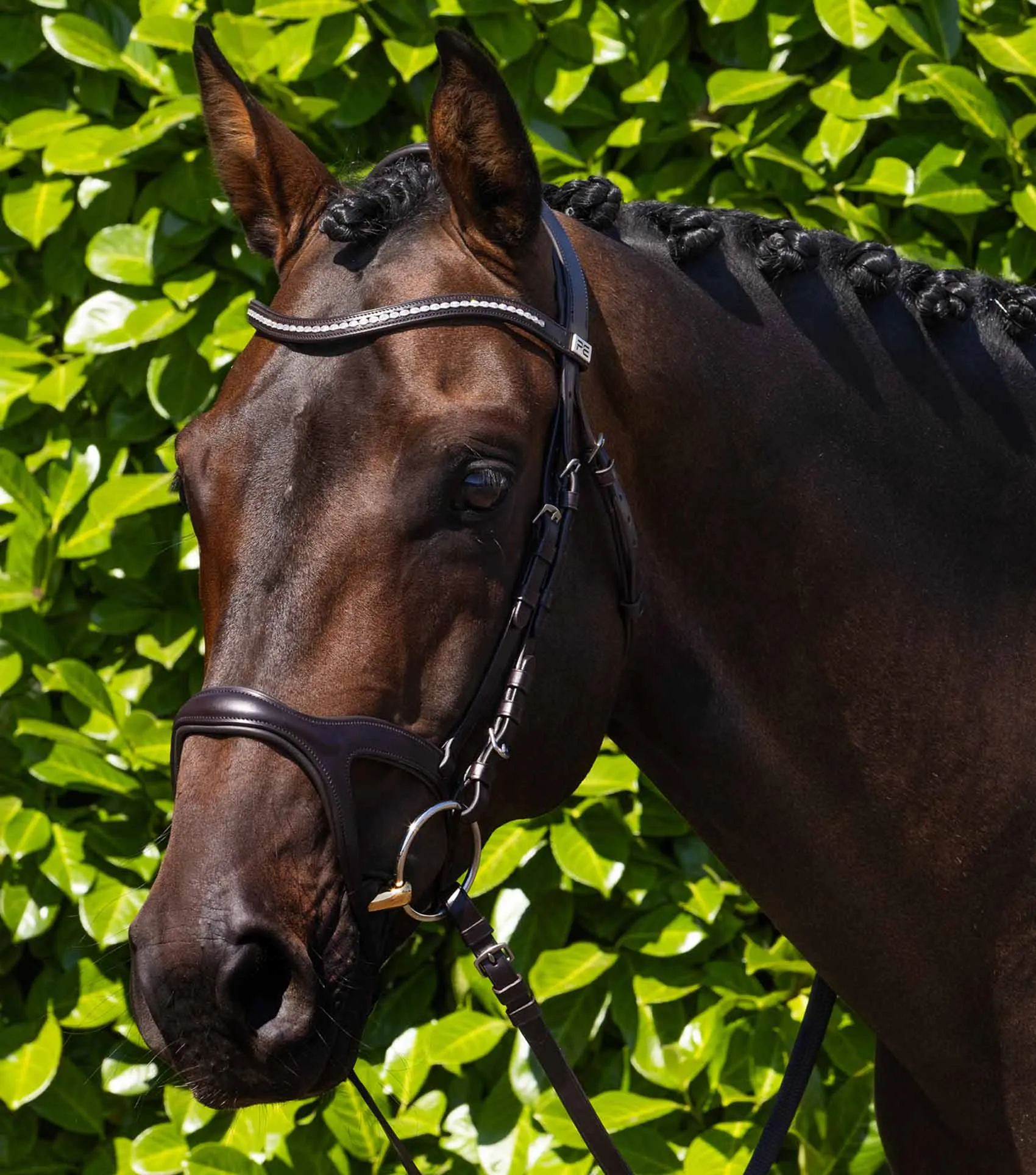 San Paolo Anatomical Bridle Brown